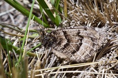 Oeneis alberta capulinensis
