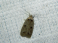 Agonopterix argillacea