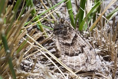 Oeneis alberta capulinensis