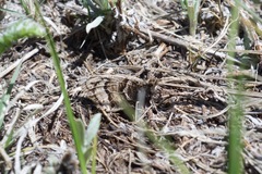 Oeneis alberta capulinensis