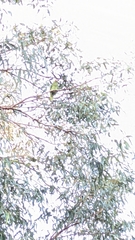 Psittacidae