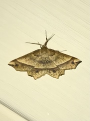 Euchlaena tigrinaria