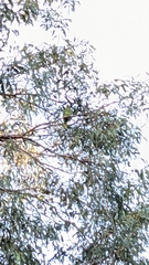 Psittacidae