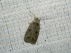 Agonopterix argillacea