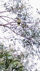 Psittacidae