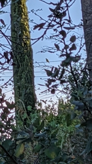 Psittacidae