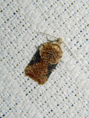 Acleris braunana