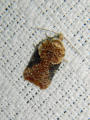 Acleris braunana