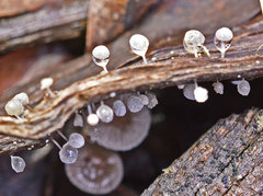 Mycena minya