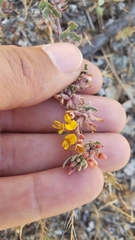 Acmispon decumbens decumbens