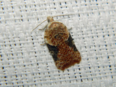 Acleris braunana