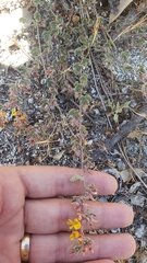 Acmispon decumbens decumbens