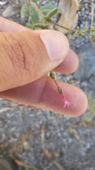 Allophyllum gilioides