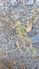 Allophyllum gilioides