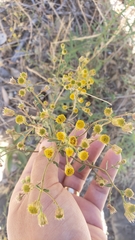 Erigeron inornatus