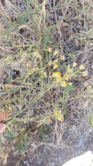 Erigeron inornatus