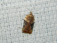 Acleris braunana