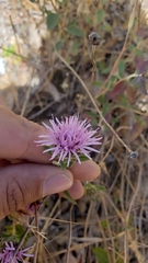 Monardella sheltonii