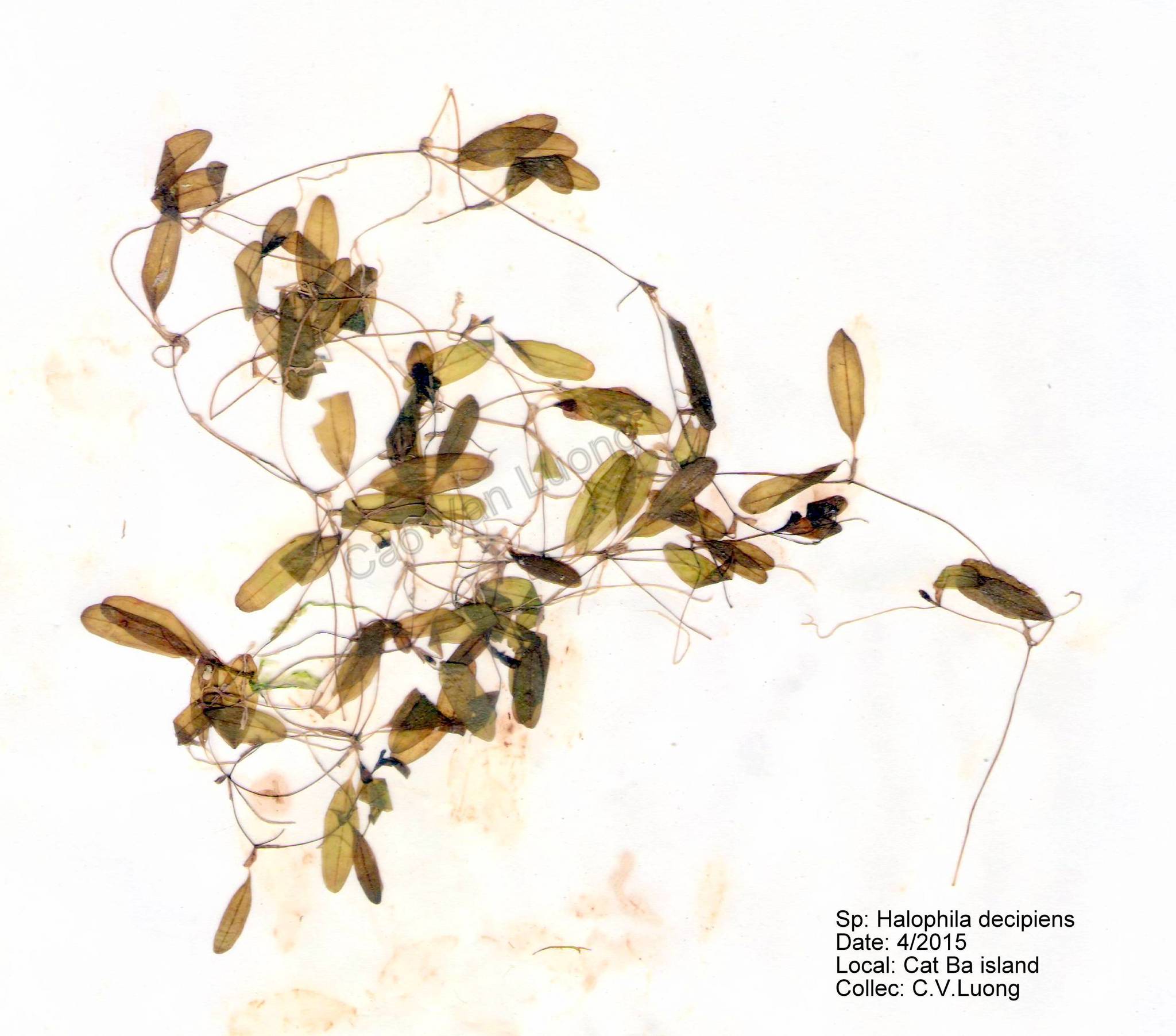Halophila decipiens (Halophila decipiens)