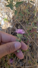 Monardella sheltonii