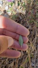 Monardella sheltonii