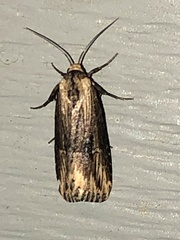 Crambodes talidiformis