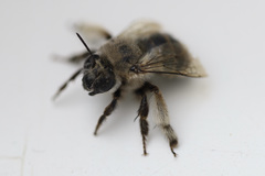 Anthophora pacifica