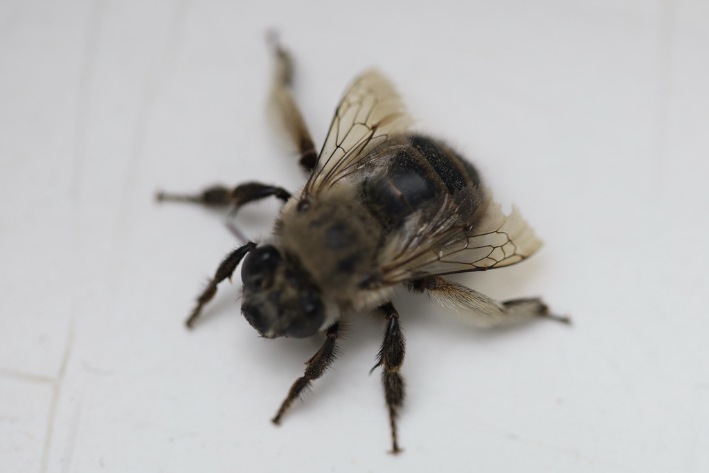 Pacific Digger Bee