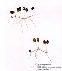 Halophila minor