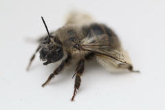 Anthophora pacifica