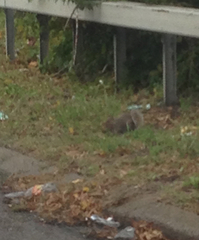 Sciurus carolinensis