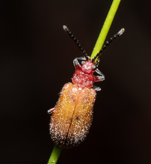 Poneridia macdonaldi