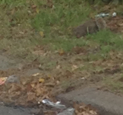 Sciurus carolinensis