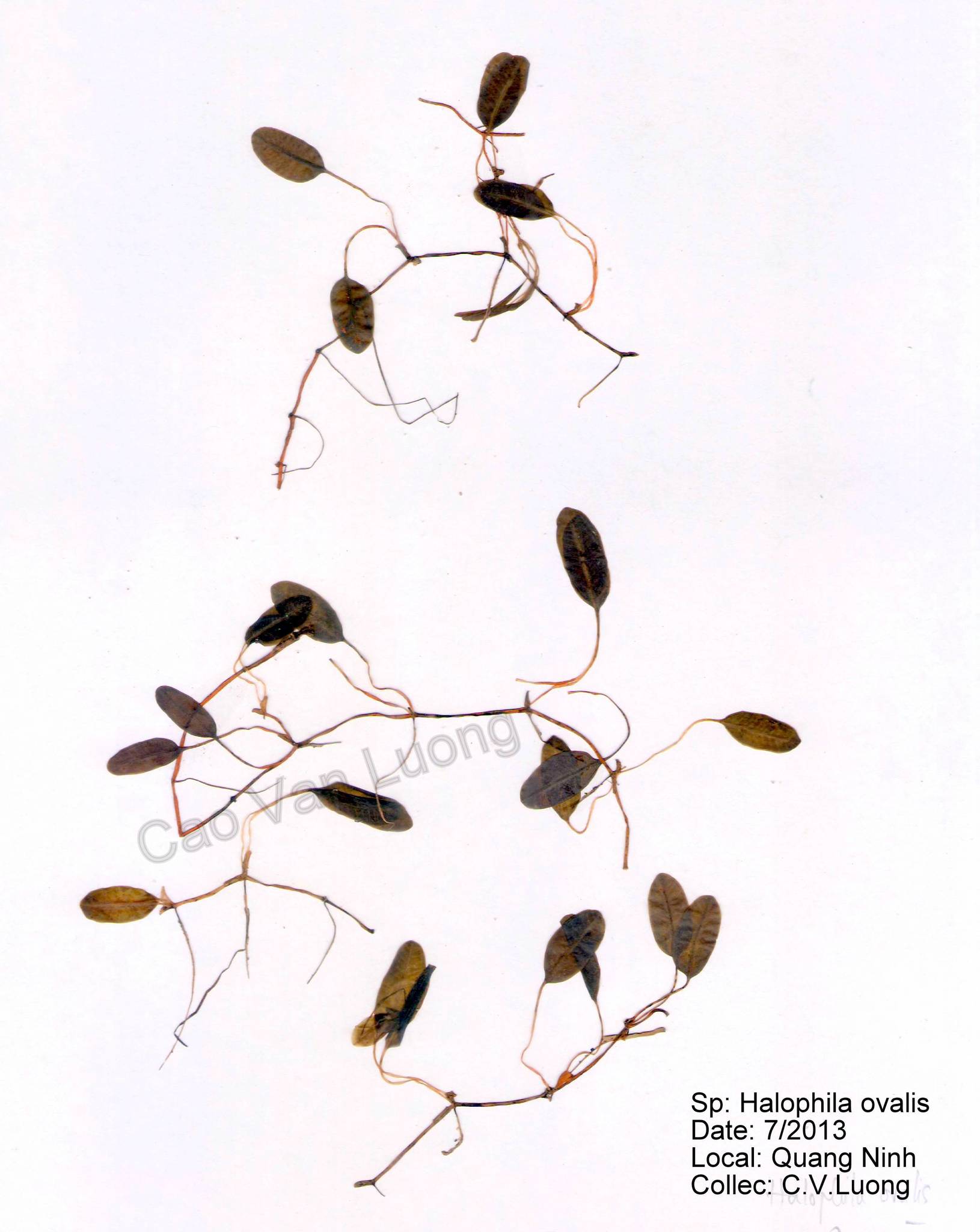 Halophila ovalis — ảnh 3