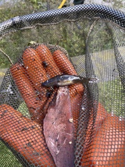 Philypnodon grandiceps