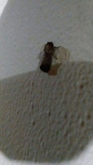 Acrolophinae