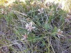 Astragalus plattensis