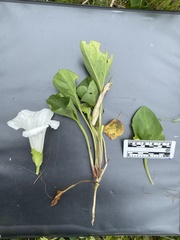 Calystegia atriplicifolia