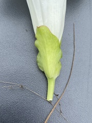Calystegia atriplicifolia