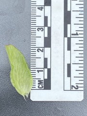 Calystegia atriplicifolia