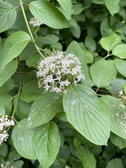 Cornus sericea occidentalis