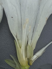 Calystegia atriplicifolia