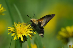 Proserpinus flavofasciata
