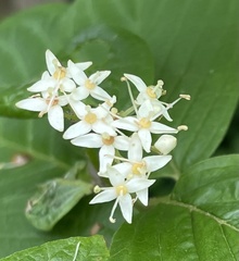 Cornus sericea occidentalis