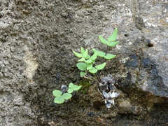 Pellaea glabella