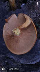 Gymnopilus junonius