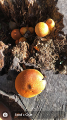 Gymnopilus junonius