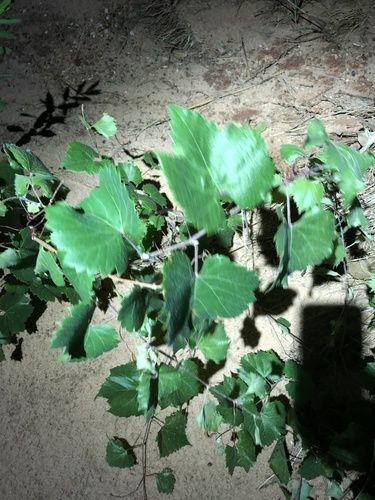 Vitis X doaniana