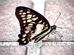 Graphium doson postianus