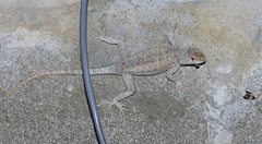 Sceloporus merriami merriami